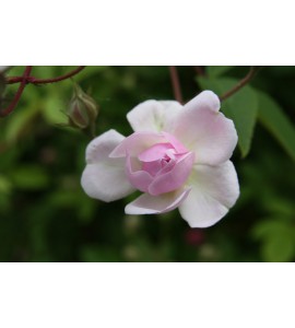 Paul's Himalayan  Musk