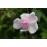 Paul's Himalayan  Musk