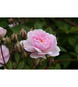 Paul's Himalayan  Musk