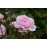 Paul's Himalayan  Musk