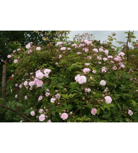 Paul's Himalayan  Musk