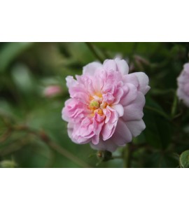 Paul's Himalayan  Musk