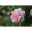 Paul's Himalayan  Musk