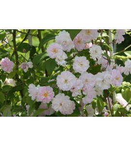 Paul's Himalayan  Musk