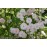 Paul's Himalayan  Musk