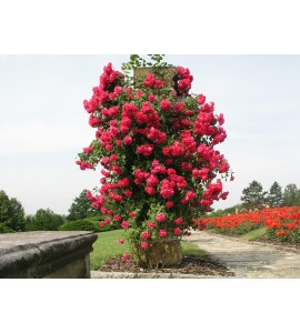 Paul´s Scarlet Climber