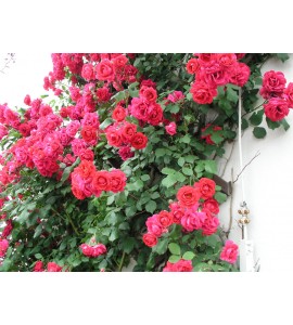 Paul´s Scarlet Climber
