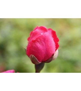 Paul´s Scarlet Climber