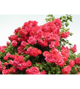 Paul´s Scarlet Climber