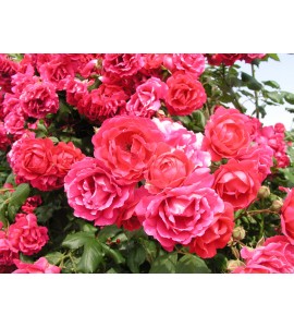 Paul´s Scarlet Climber