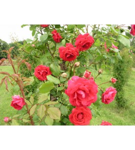 Paul´s Scarlet Climber