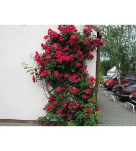 Paul´s Scarlet Climber