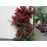 Paul´s Scarlet Climber