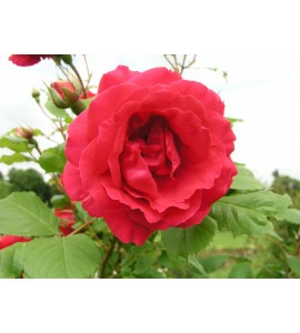 Paul´s Scarlet Climber
