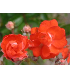 Princess Van Orange