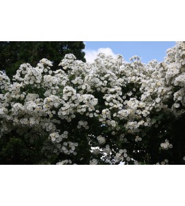 Rambling Rector