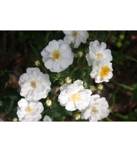 Rambling Rector
