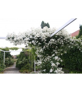 Rambling Rector