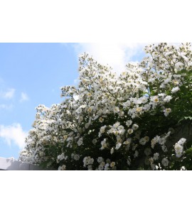 Rambling Rector