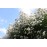 Rambling Rector