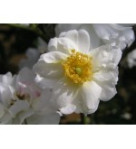 Rambling Rector