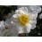 Rambling Rector