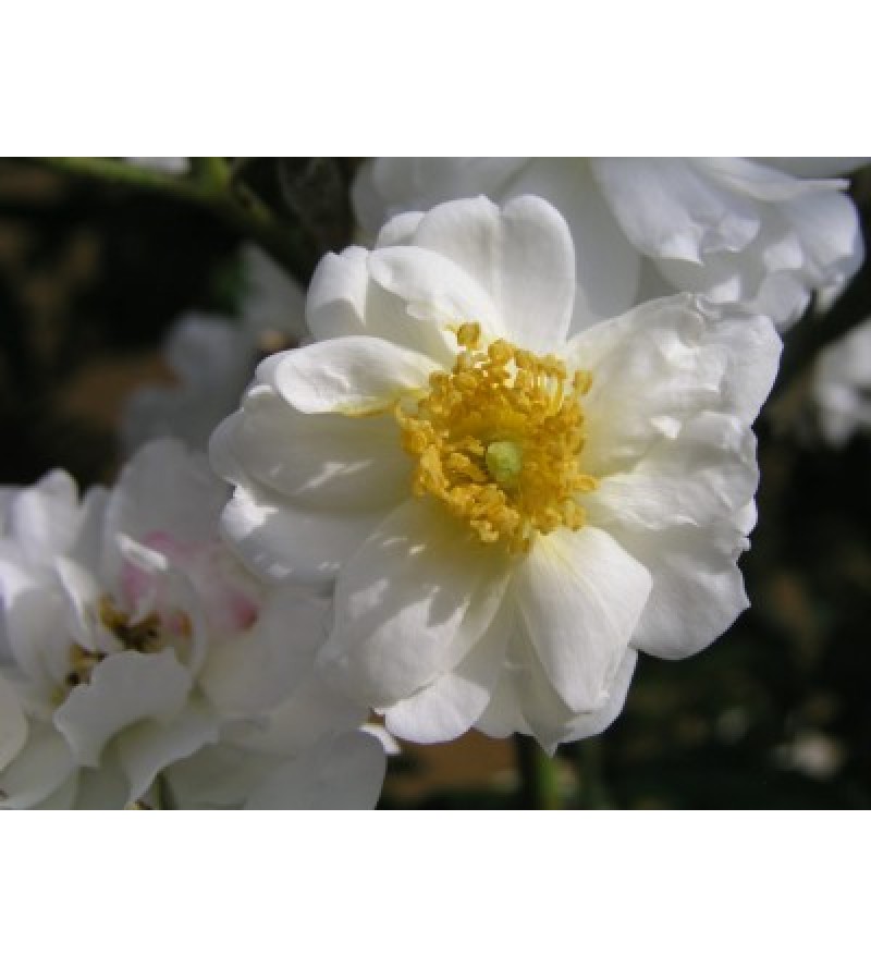 Rambling Rector