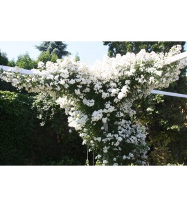 Rambling Rector