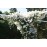 Rambling Rector