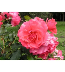 Rosarium Untersen