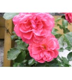 Rosarium Untersen