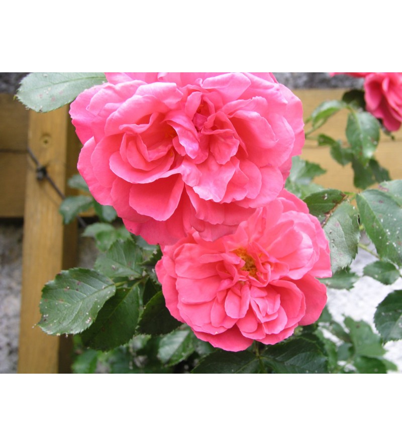 Rosarium Untersen