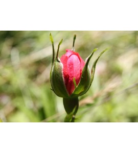 Rosarium Untersen