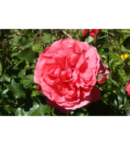 Rosarium Untersen