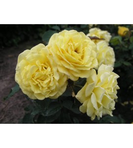 Royal Gold