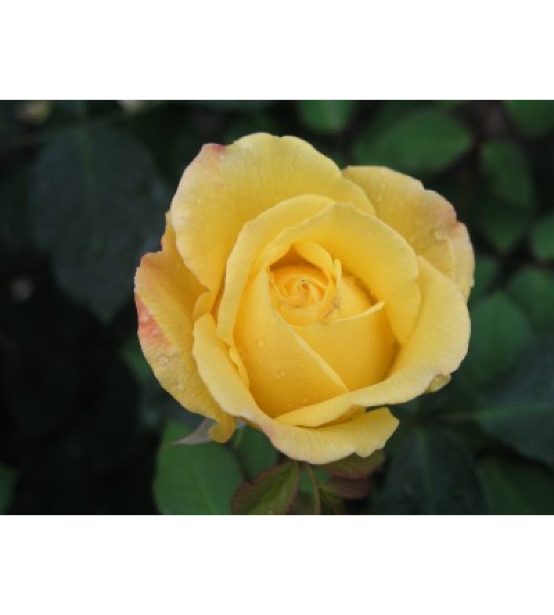 Royal Gold