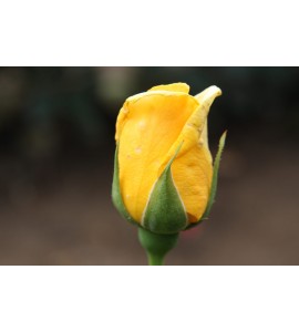 Royal Gold