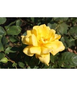 Royal Gold