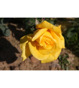Royal Gold