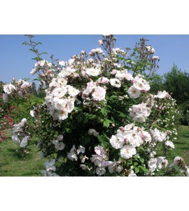 Venusta Pendula