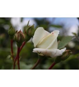 White New Dawn