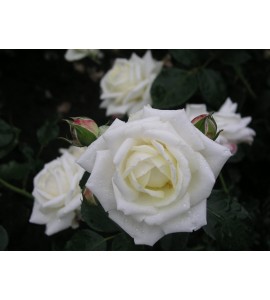 White New Dawn