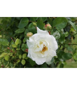 White New Dawn