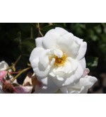 White New Dawn