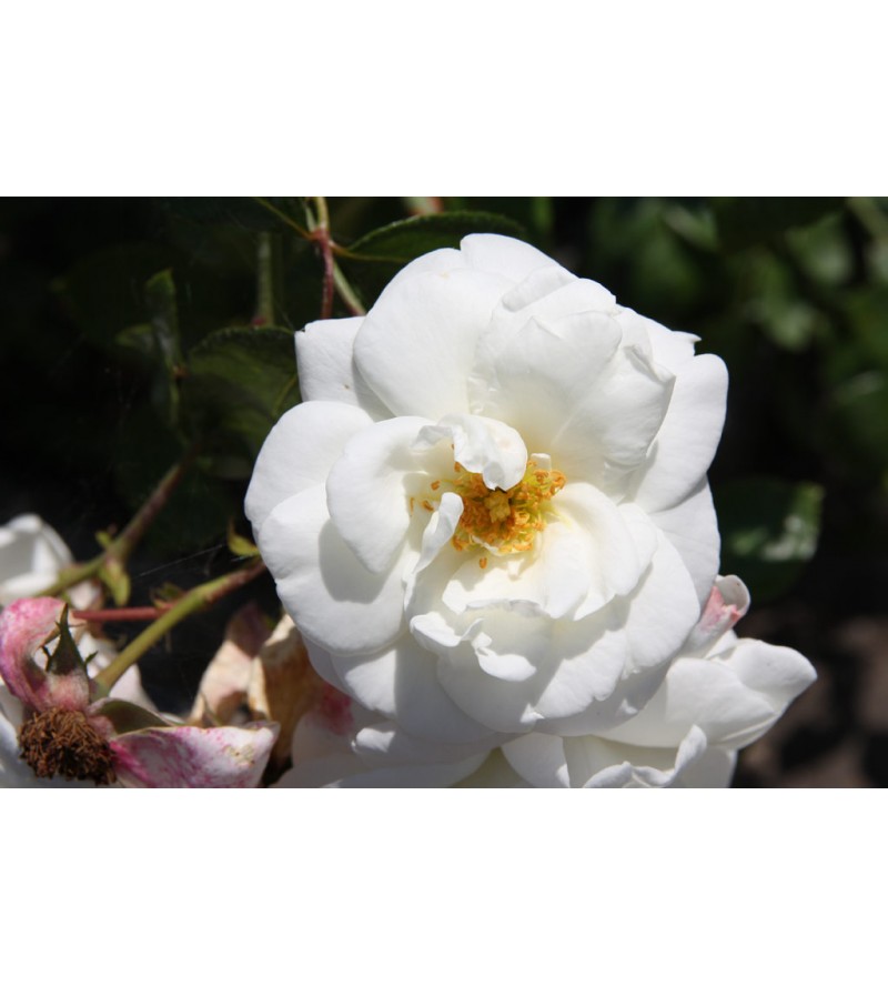 White New Dawn
