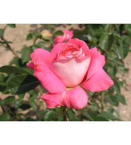 Cantilena Bohemica