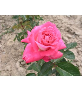 Cantilena Bohemica