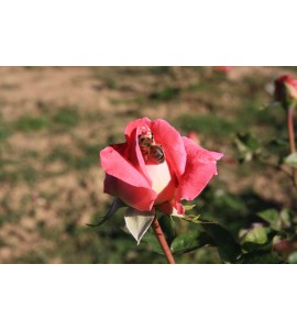 Cantilena Bohemica