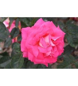 Cantilena Bohemica