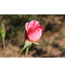 Caritas